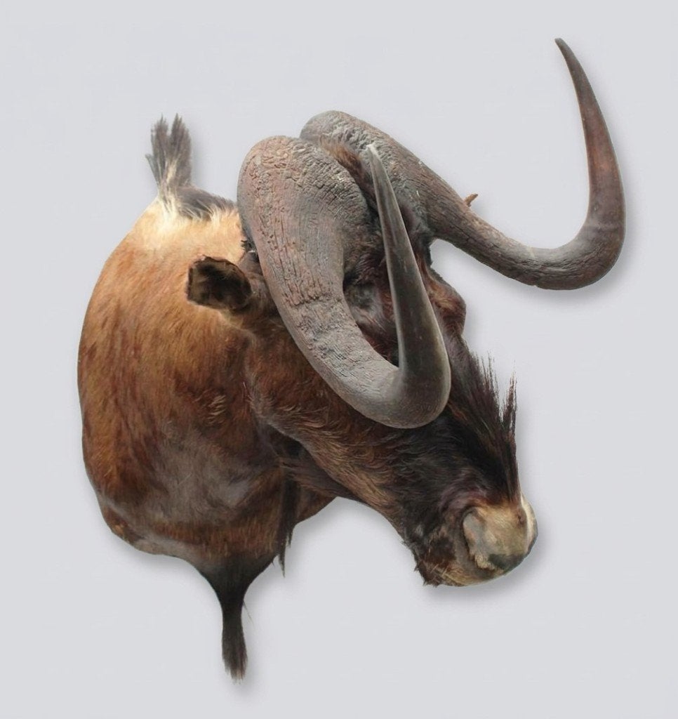 OPGEZETTE KOP WITSTAART GNU ANTILOPE, Verzamelen, Ophalen, Gebruikt, Wild dier, Opgezet dier