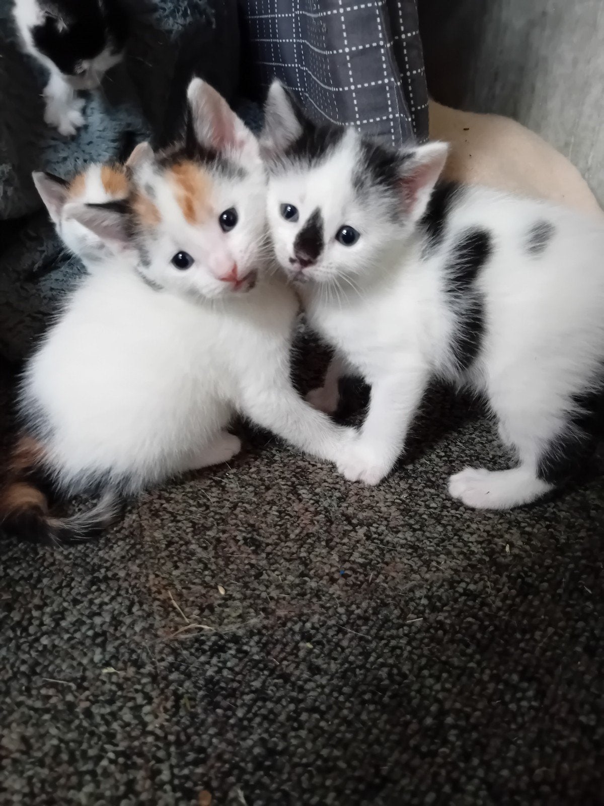 Heerlijke kittens! ️❤️, Meerdere dieren