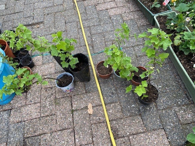rode bes planten stekken, Ophalen, Vaste plant, Fruitplanten, Volle zon