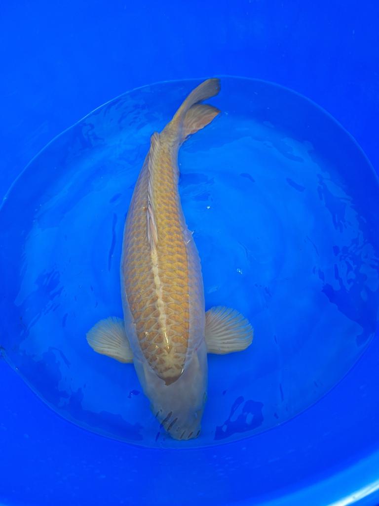 Koi karper chagoi., Dieren en Toebehoren, Vissen | Vijvervissen, Karper of Koi