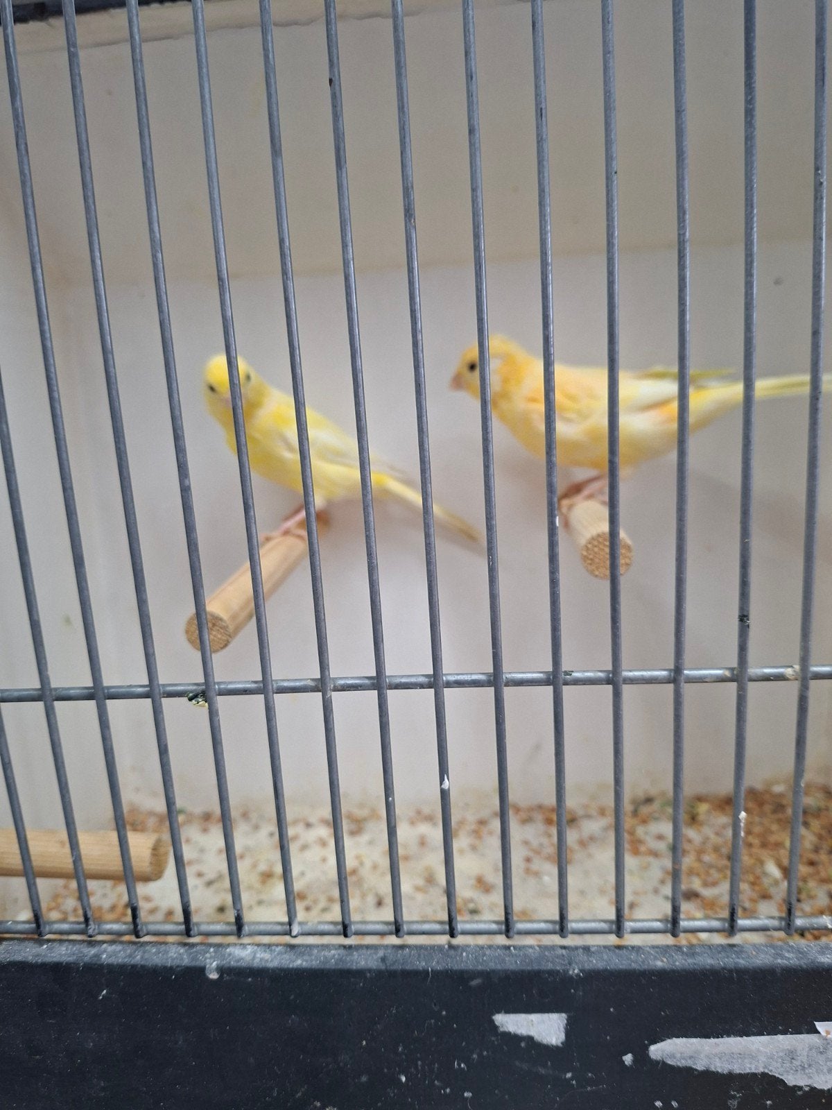 koppel gele kanarie, Dieren en Toebehoren