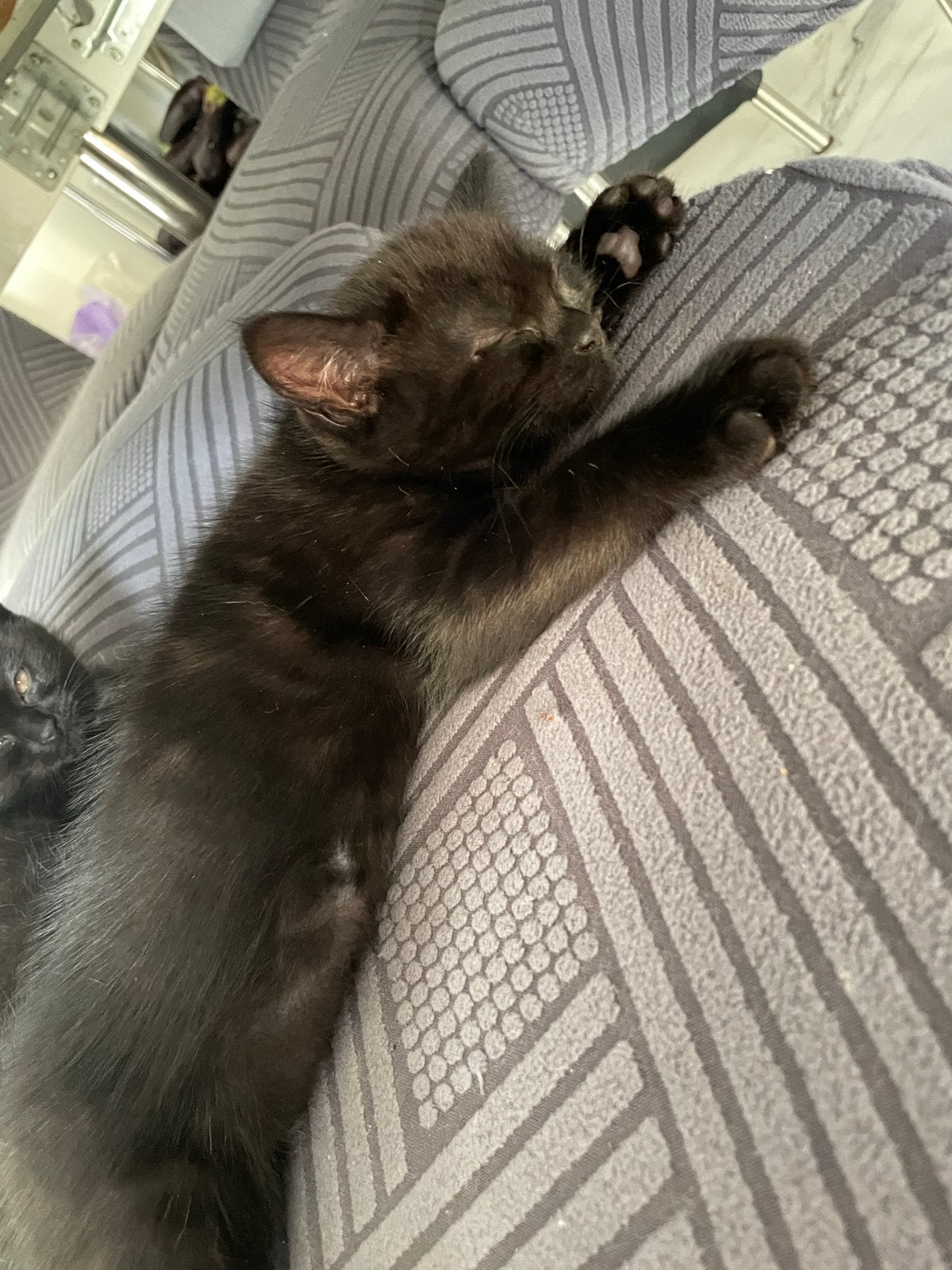 Kitten, Dieren en Toebehoren, Katten en Kittens | Overige Katten, Poes