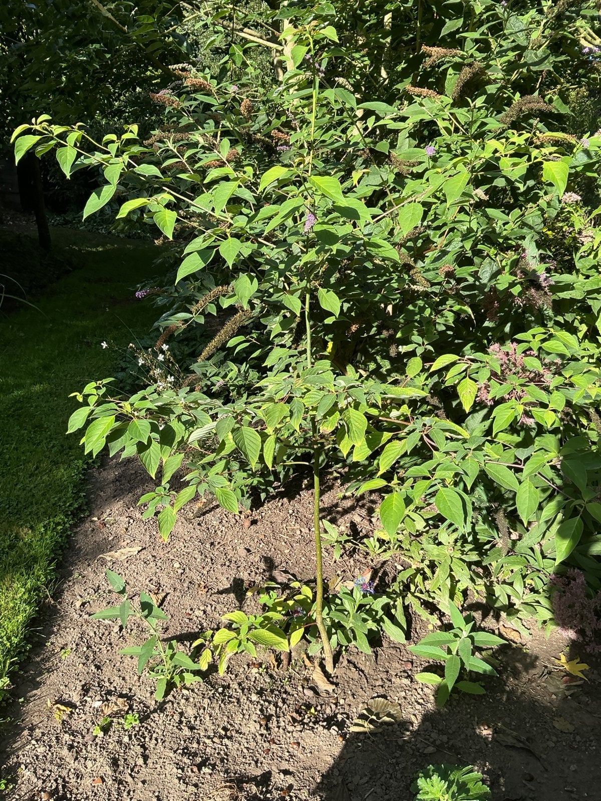 Cornus Controversa, Tuin en Terras, Ophalen of Verzenden, Volle zon, 100 tot 250 cm