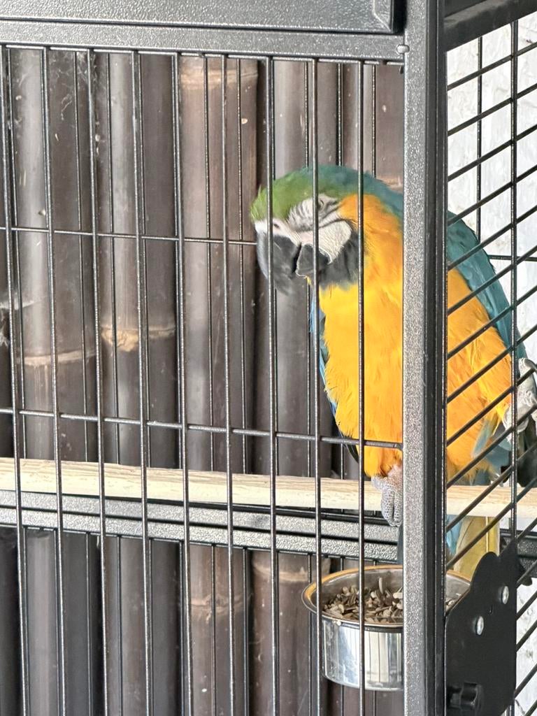 Vrouwtjes ara 4 jaar, Dieren en Toebehoren, Vogels | Parkieten en Papegaaien, Vrouwelijk, Papegaai