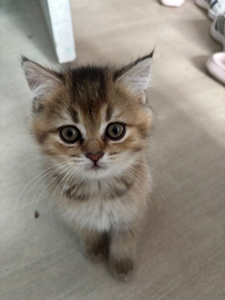 Britse korthaar kittens. Nog 3 katertjes beschikbaar!, Dieren en Toebehoren, Meerdere dieren, Ontwormd, 0 tot 2 jaar