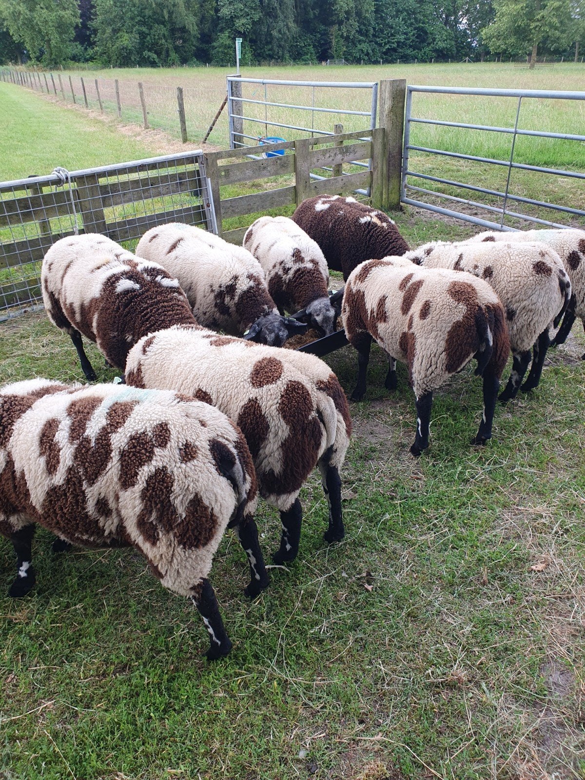 9 mooie bonte rammen, Dieren en Toebehoren, Schapen, Geiten en Varkens, Mannelijk, Schaap