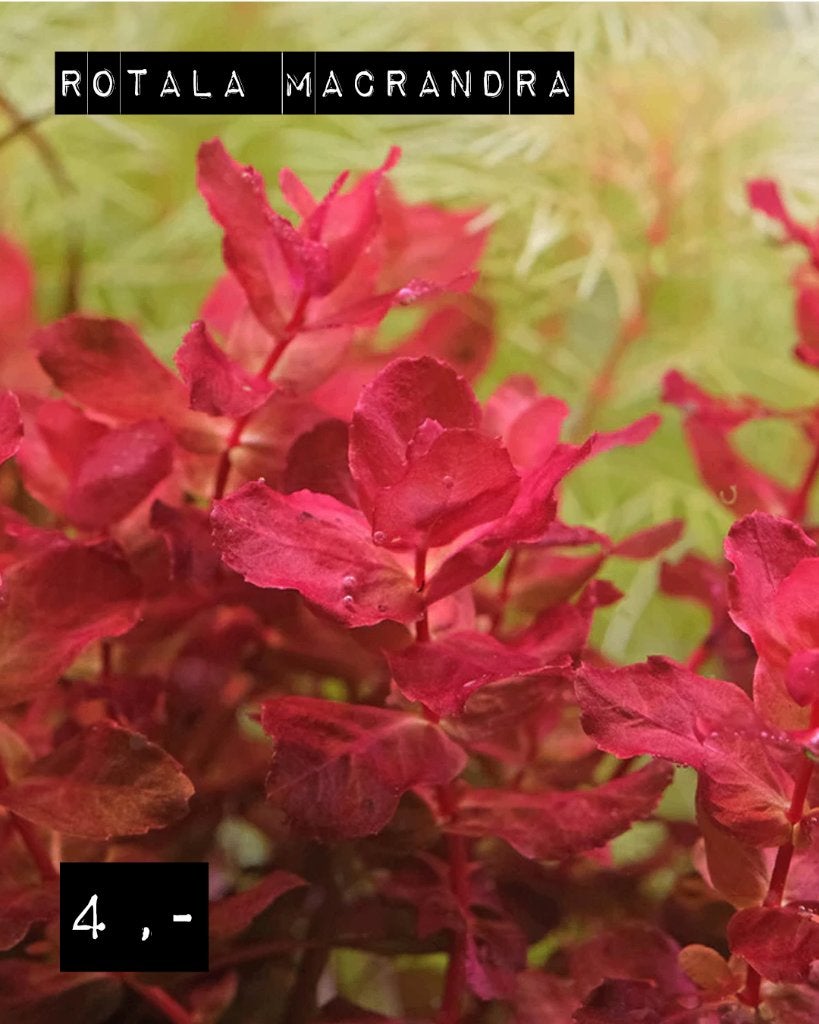 Rotala macrandra, Ophalen of Verzenden, Nieuw, Plant(en), Steen of Hout