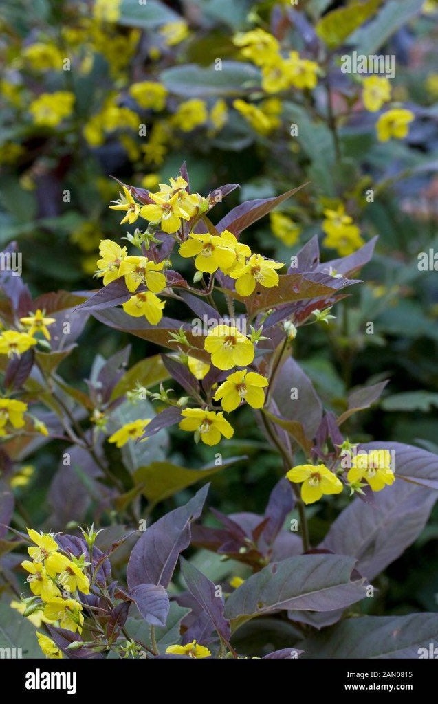Te koop roodbladige wederik, Tuin en Terras, Planten | Tuinplanten, Volle zon, Vaste plant, Zomer, Ophalen