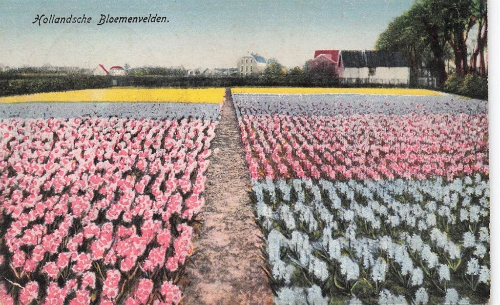 703-436-003 Hollandsche Bloemenvelden, Ophalen of Verzenden, Voor 1920, Noord-Holland