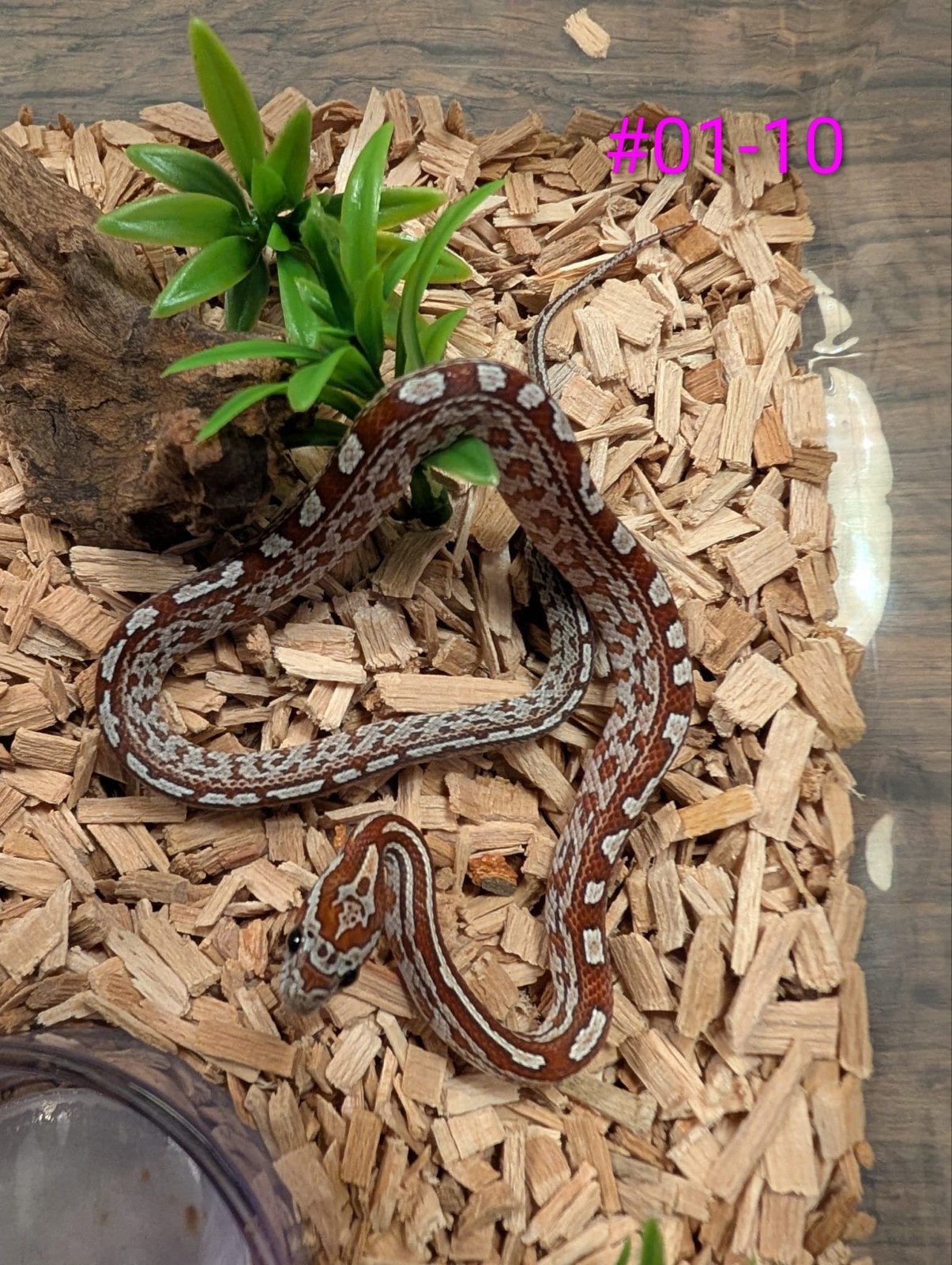 Jonge Classic Rattenslangen het Palmetto Rat Snake photo 4
