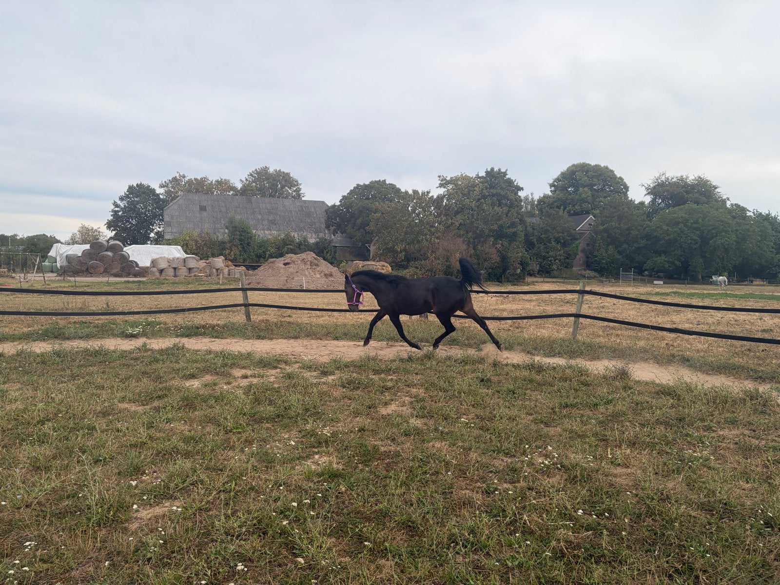 fantastische draver merrie VERKOCHT!, Minder dan 160 cm, Zadelmak, 11 jaar of ouder, Recreatiepaard