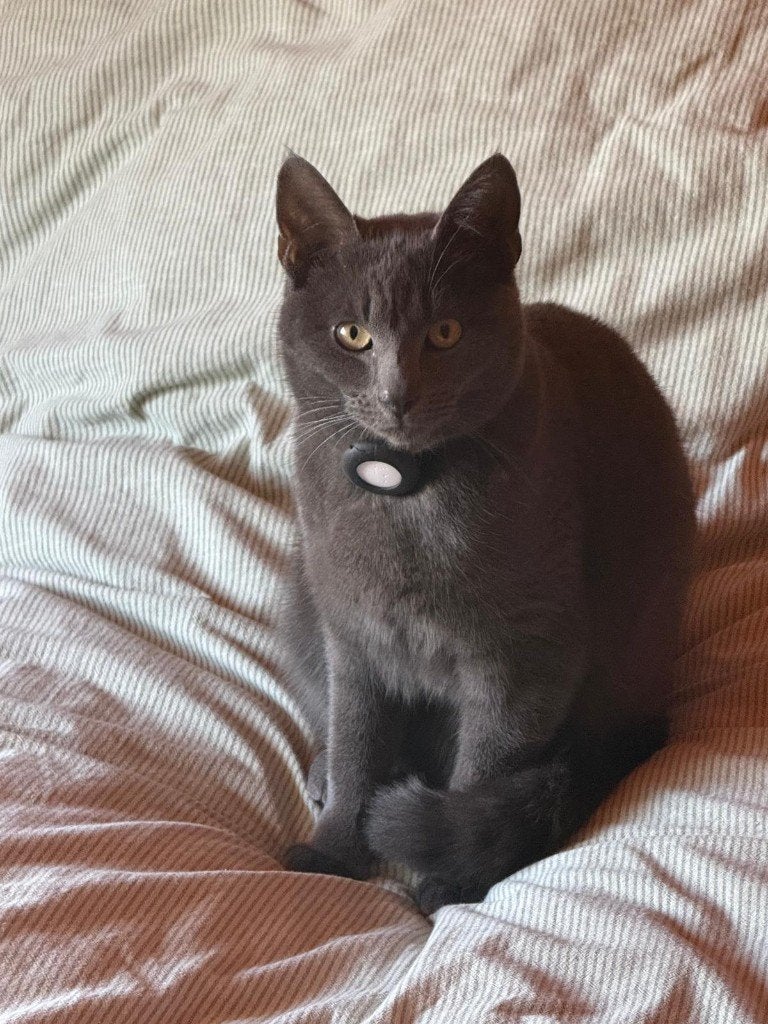 Grijze kater vermist - vindersloon 200 euro!, Dieren en Toebehoren, Kat