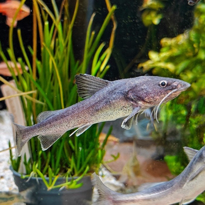 Hemiarius stormii, Dieren en Toebehoren, Vis