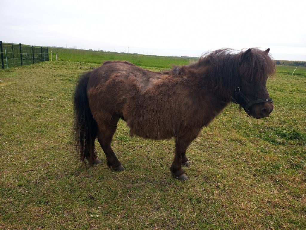 Shetlander Merrie, Dieren en Toebehoren, Paarden en Pony's | Dekhengsten en Fokmerries, Merrie