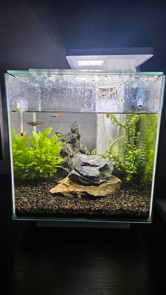15 liter aquarium pomp vissen en warmte lamp erbij, Vis