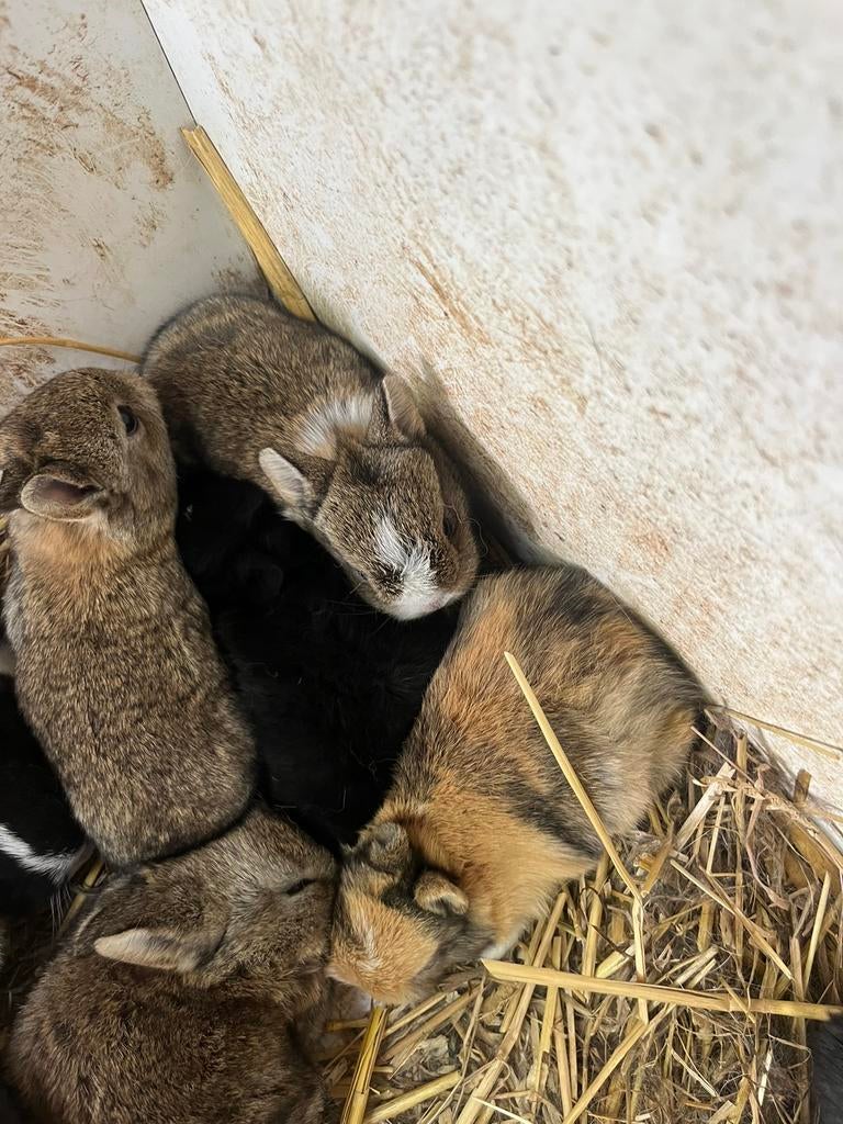 Te koop zeldzame mooie kleine jonge konijntjes, Meerdere dieren, Klein, 0 tot 2 jaar