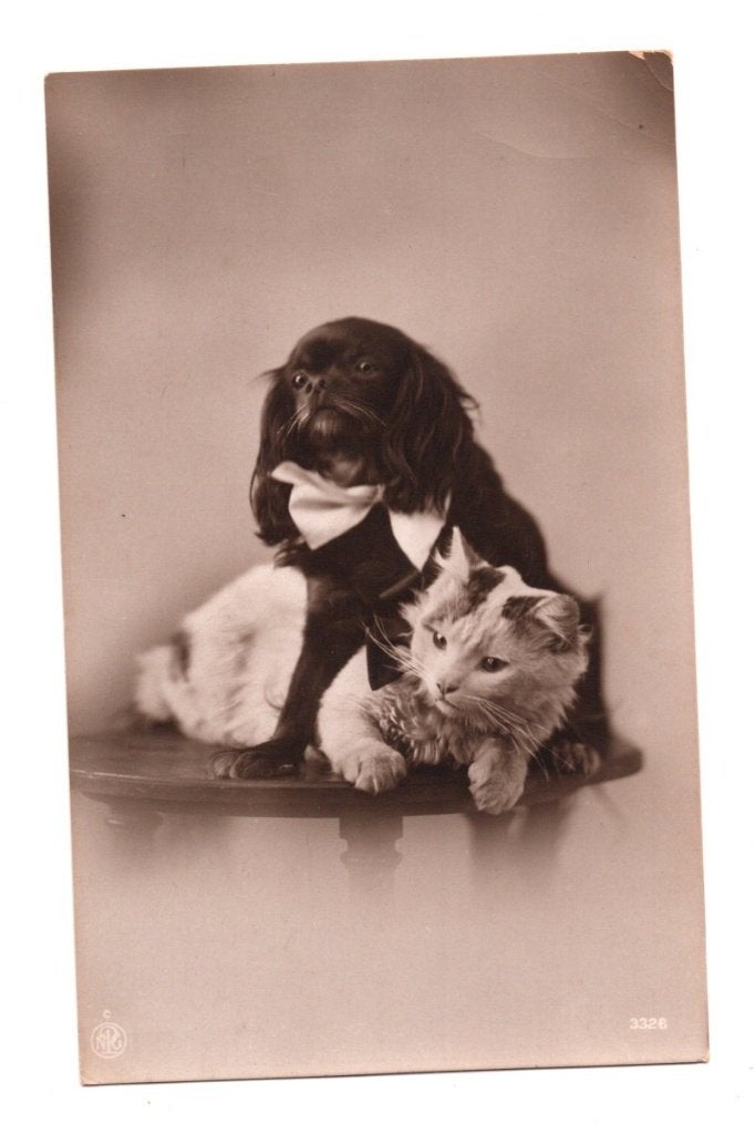 Antieke Fotokaart Hond en Kat Vlinderstrik nr. 3326, Ophalen of Verzenden, Voor 1920, Ongelopen, Overige thema's
