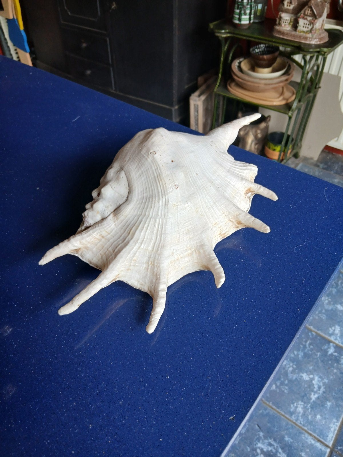 grote schelp, Verzamelen, Ophalen of Verzenden, Schelp(en)