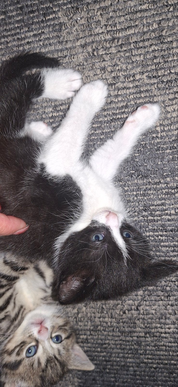 Kittens, Dieren en Toebehoren