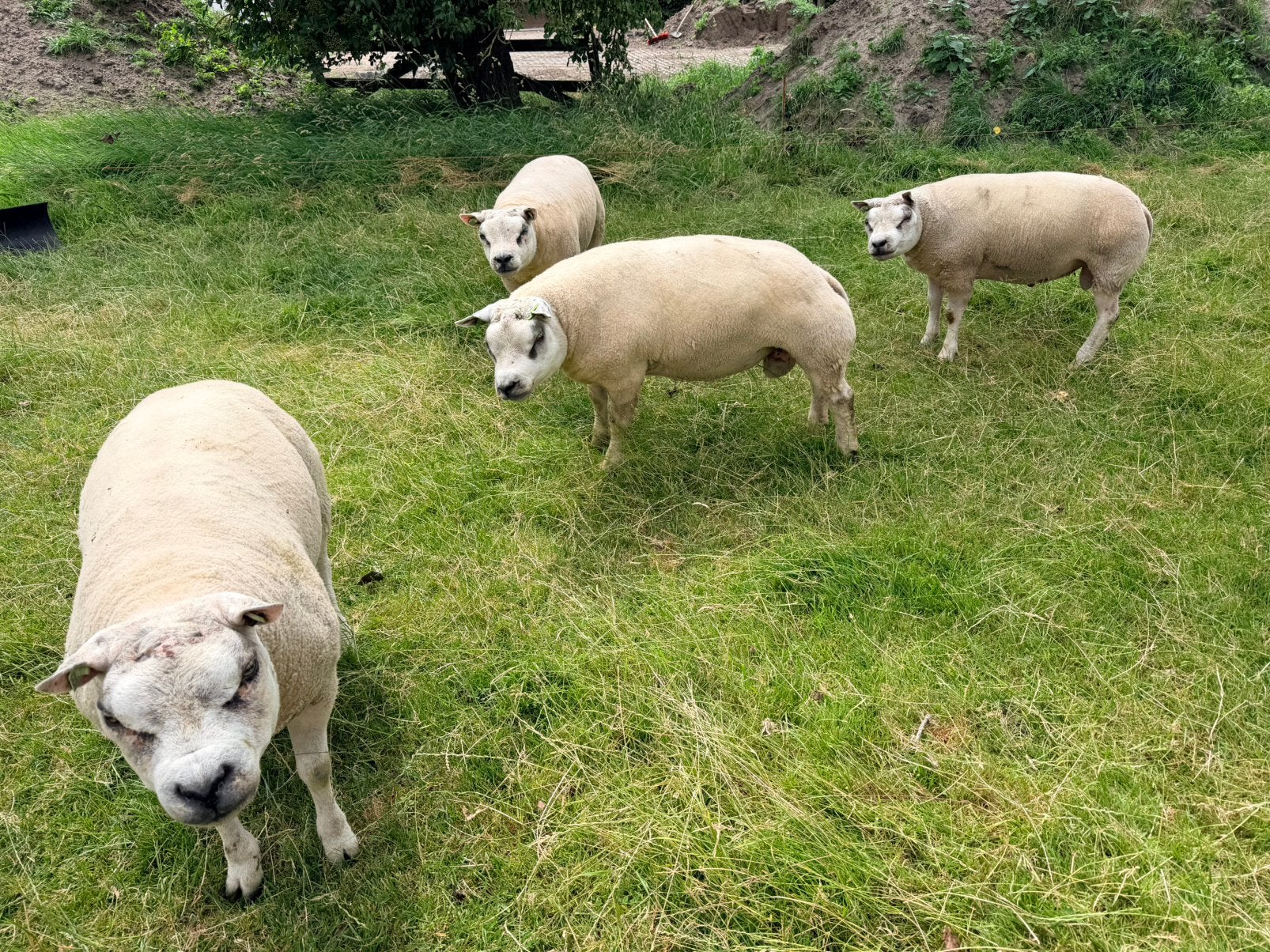 Rammen 1.1/2 & 2.1/2 jarig te koop, Dieren en Toebehoren, Mannelijk, Schaap