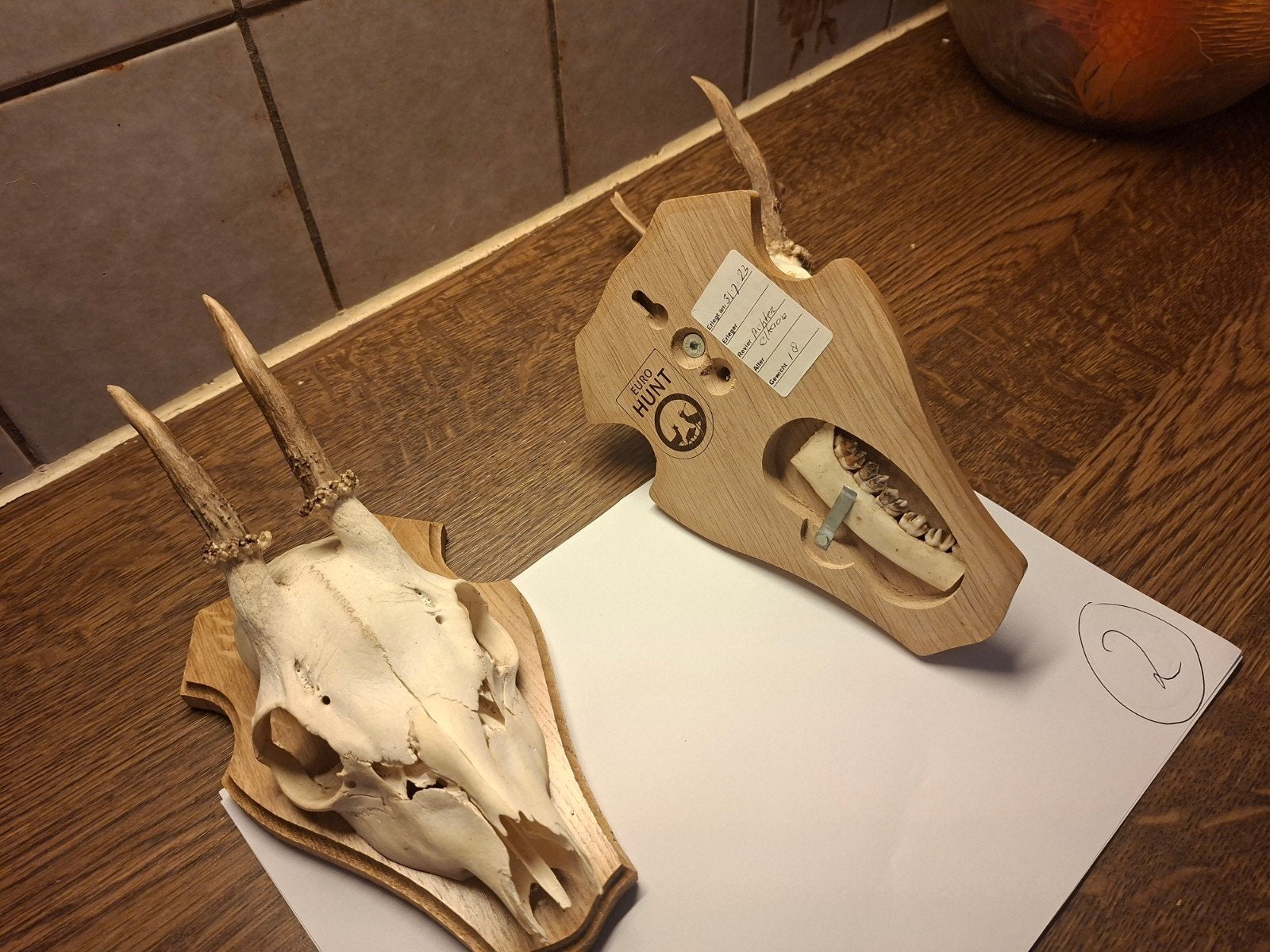 2 Reeën geweien op schild, Ophalen of Verzenden, Zo goed als nieuw