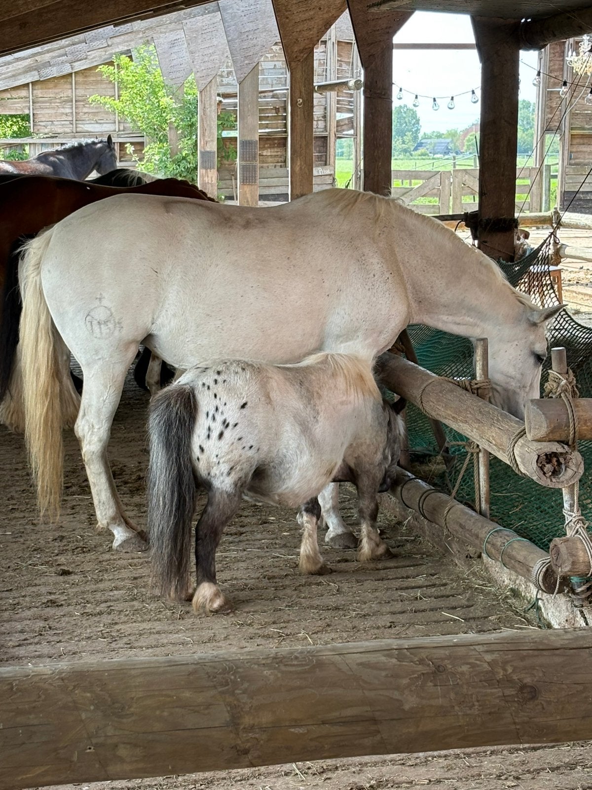 Volpension pensioen plekje vrij op paddock paradise, 1 paard of pony