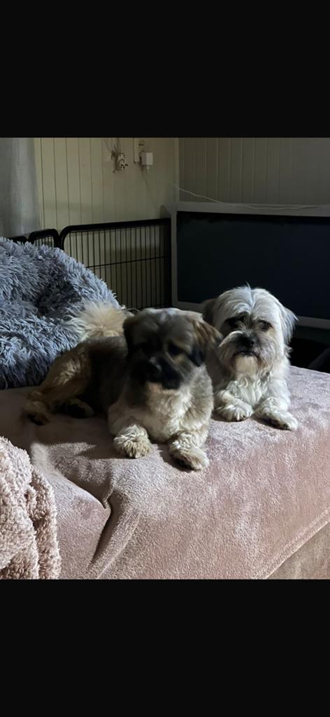 2 kruising shitzu/boomer reutjes, Dieren en Toebehoren, Honden | Chihuahua's en Gezelschapshonden, Parvo, Meerdere, 3 tot 5 jaar