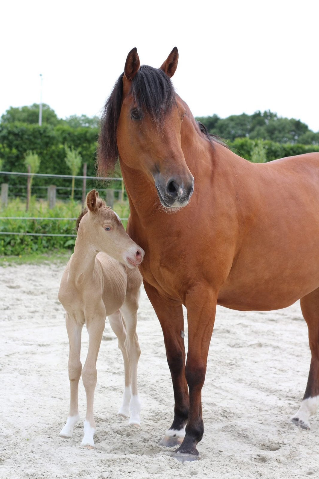 NRPS Amber Champagne hengstveulen, Dieren en Toebehoren, E pony (1.48m - 1.57m), Met stamboom, Dressuurpony, 0 tot 2 jaar