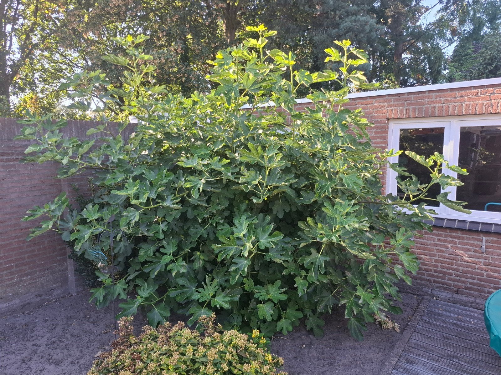 Grote Vijgenboom - Ficus Carica, Overige soorten, 250 tot 400 cm, Zomer, Ophalen