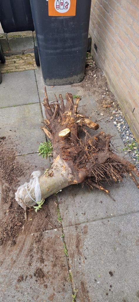 Grote boomstronk met wortels, Bloeit niet, Overige soorten, 100 tot 250 cm, Ophalen