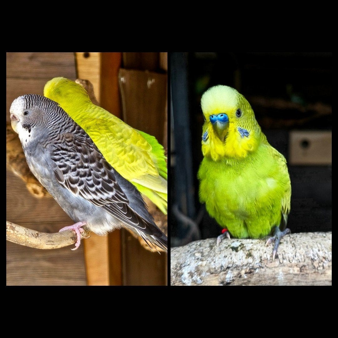 koppel grasparkiet, Meerdere dieren, Parkiet