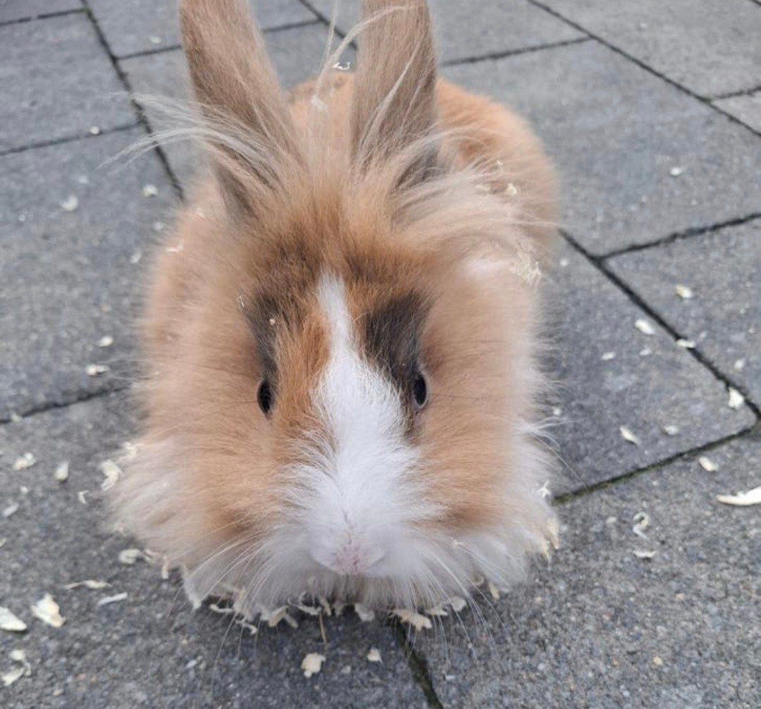 Lief vrouwtjes konijn, Dieren en Toebehoren, Vrouwelijk
