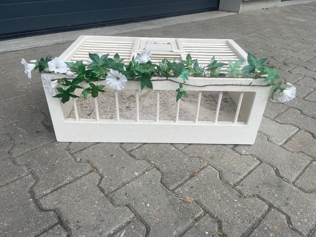 Mooie witte Bruids duivenmand!!!!, Dieren en Toebehoren, Mannelijk, Postduif