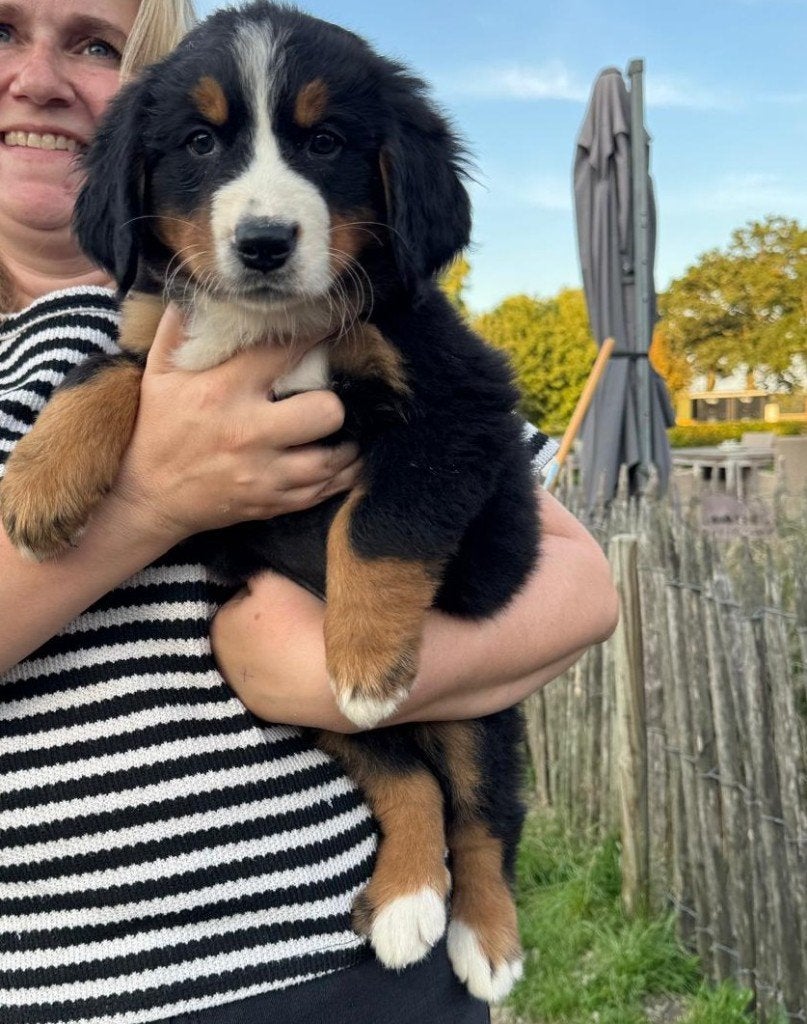 Berner sennen pups (nog 2 teefjes beschikbaar), België, Fokker | Hobbymatig, Meerdere, Meerdere dieren