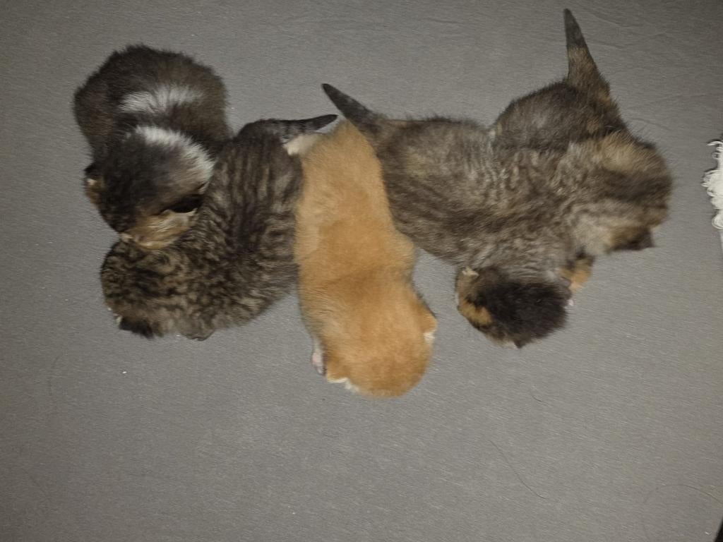 Britse korthaar kittens met stamboom te koop, Meerdere dieren, Met stamboom, 0 tot 2 jaar