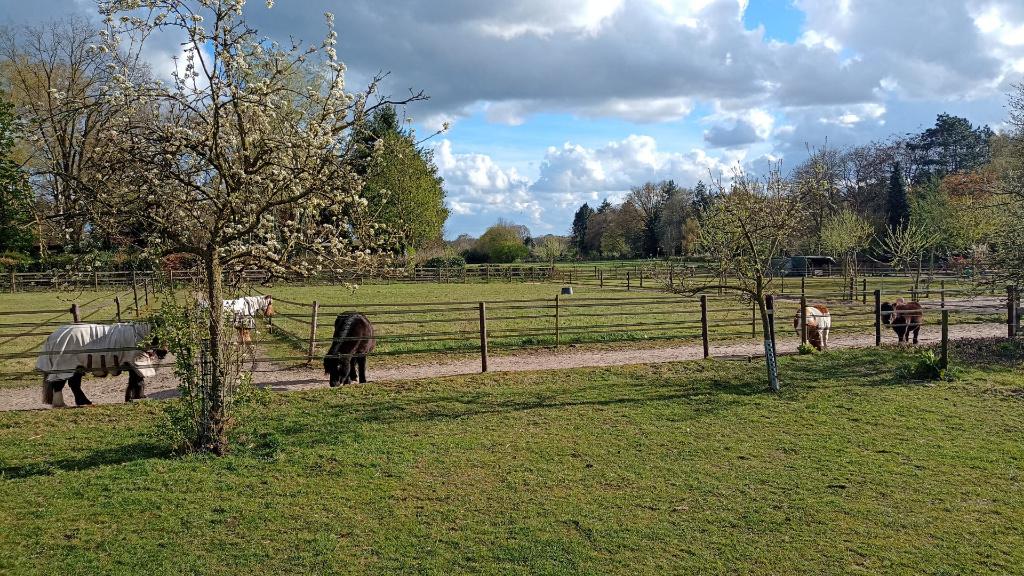 Paddock stalling voor Shetlander(s) in Wageningen, Dieren en Toebehoren, Stalling, 2 of 3 paarden of pony's