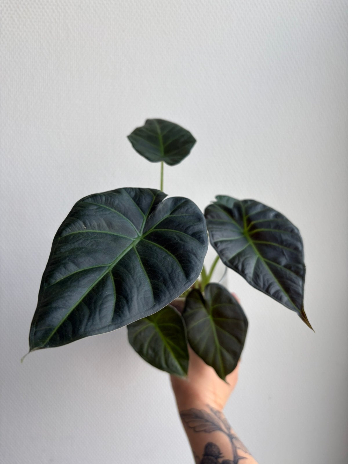 Alocasia Regal Shield (2), Ophalen, Overige soorten, Halfschaduw, In pot