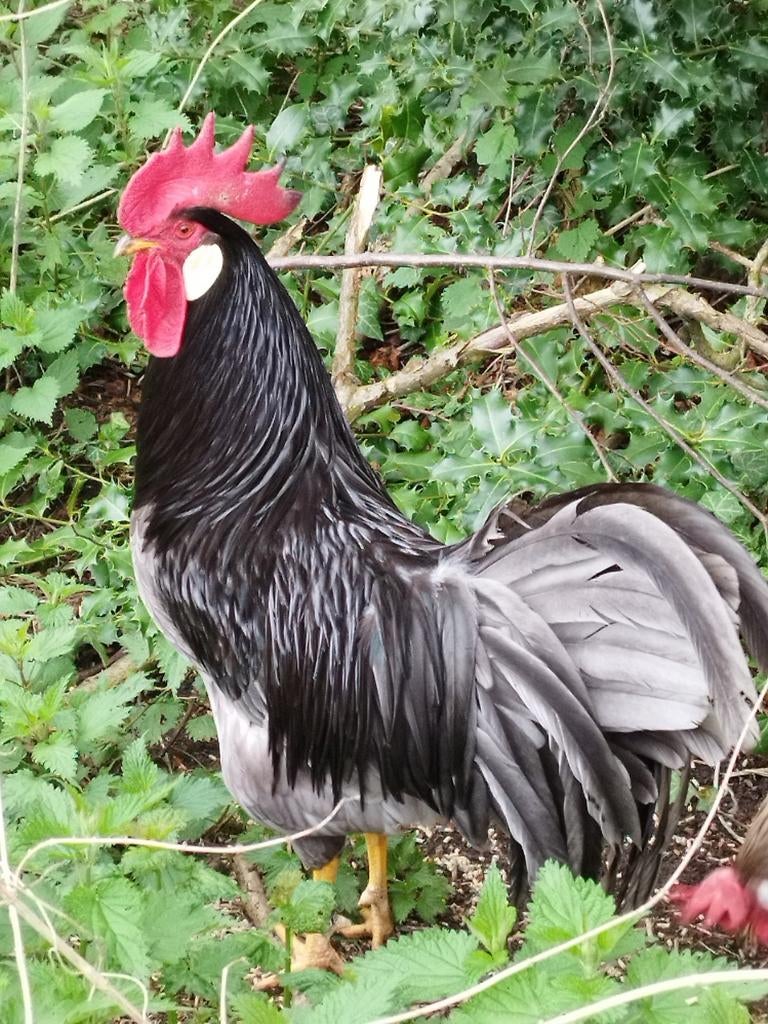 Broedeieren leghorn blauw en (blauw) exchequer, zeldzaam., Dieren en Toebehoren, Pluimvee, Geslacht onbekend, Kip