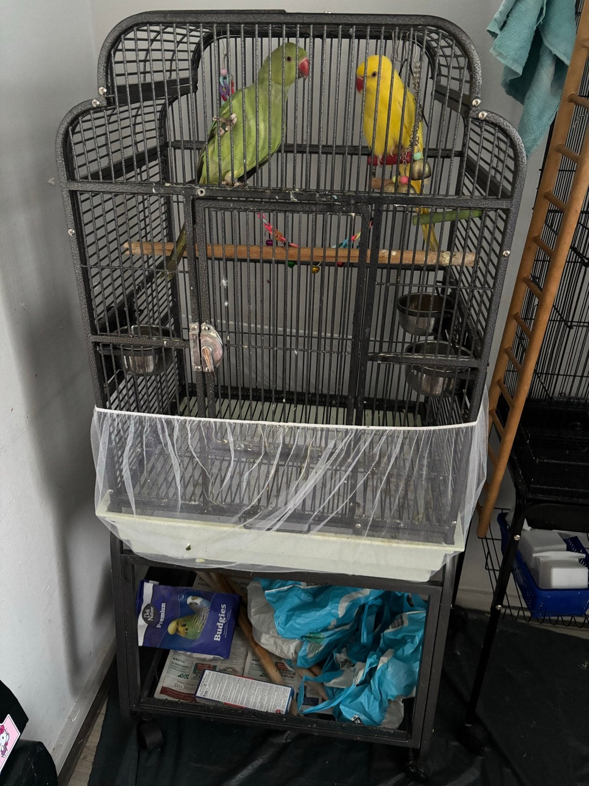 BABYS HALSBANDPARKIET, Dieren en Toebehoren