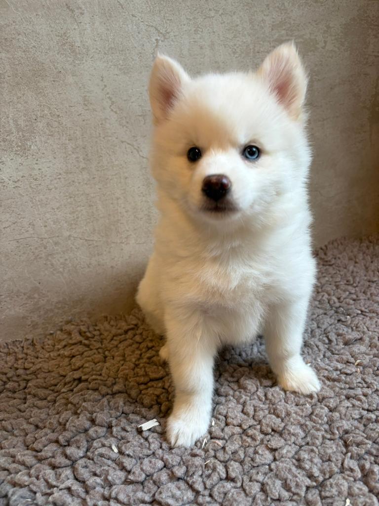 Pomsky pups, Dieren en Toebehoren, Parvo, Overige rassen, 8 tot 15 weken, Meerdere