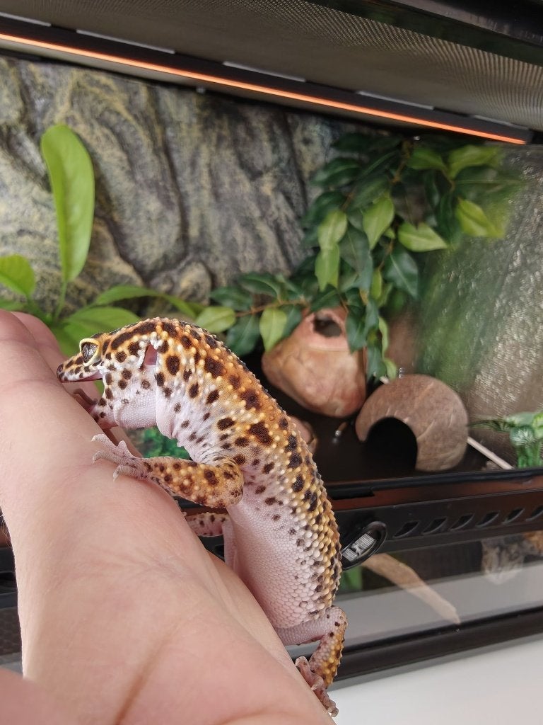 Luipaard gekko inclusief terarrium Leopard Gecko photo 9