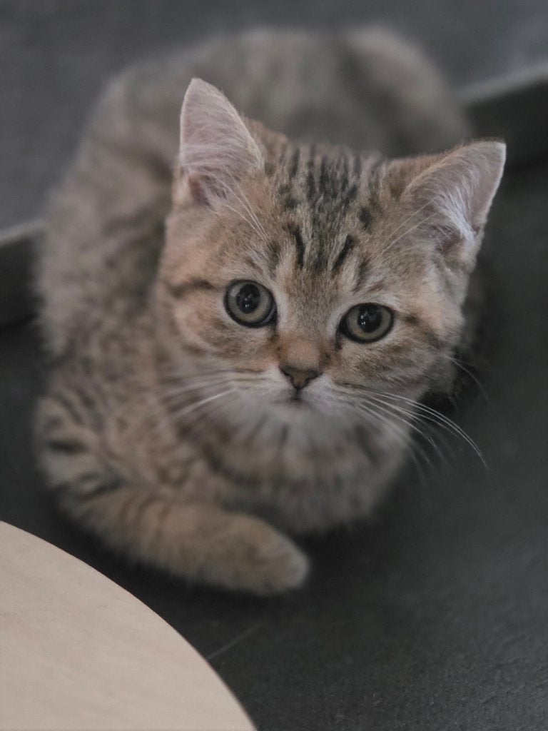 Brits korthaar kittens, Kater, Ontwormd, 0 tot 2 jaar