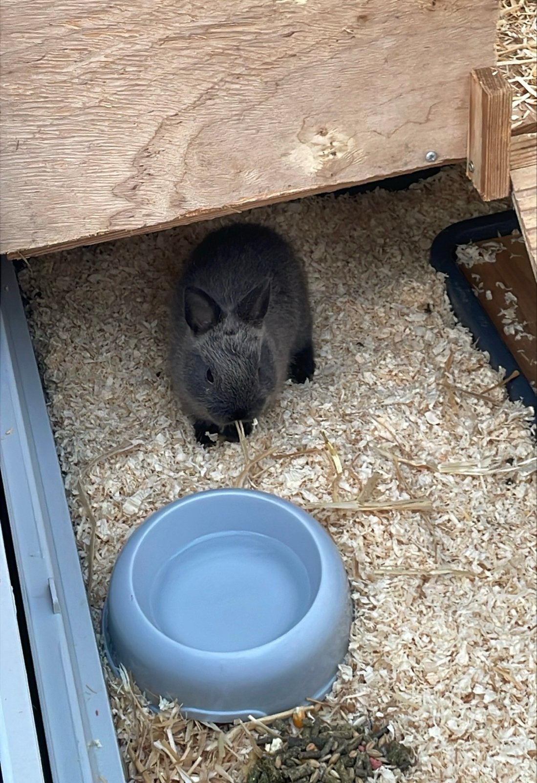 Twee dwerg konijntjes plus kooi en toebehoren, Ophalen