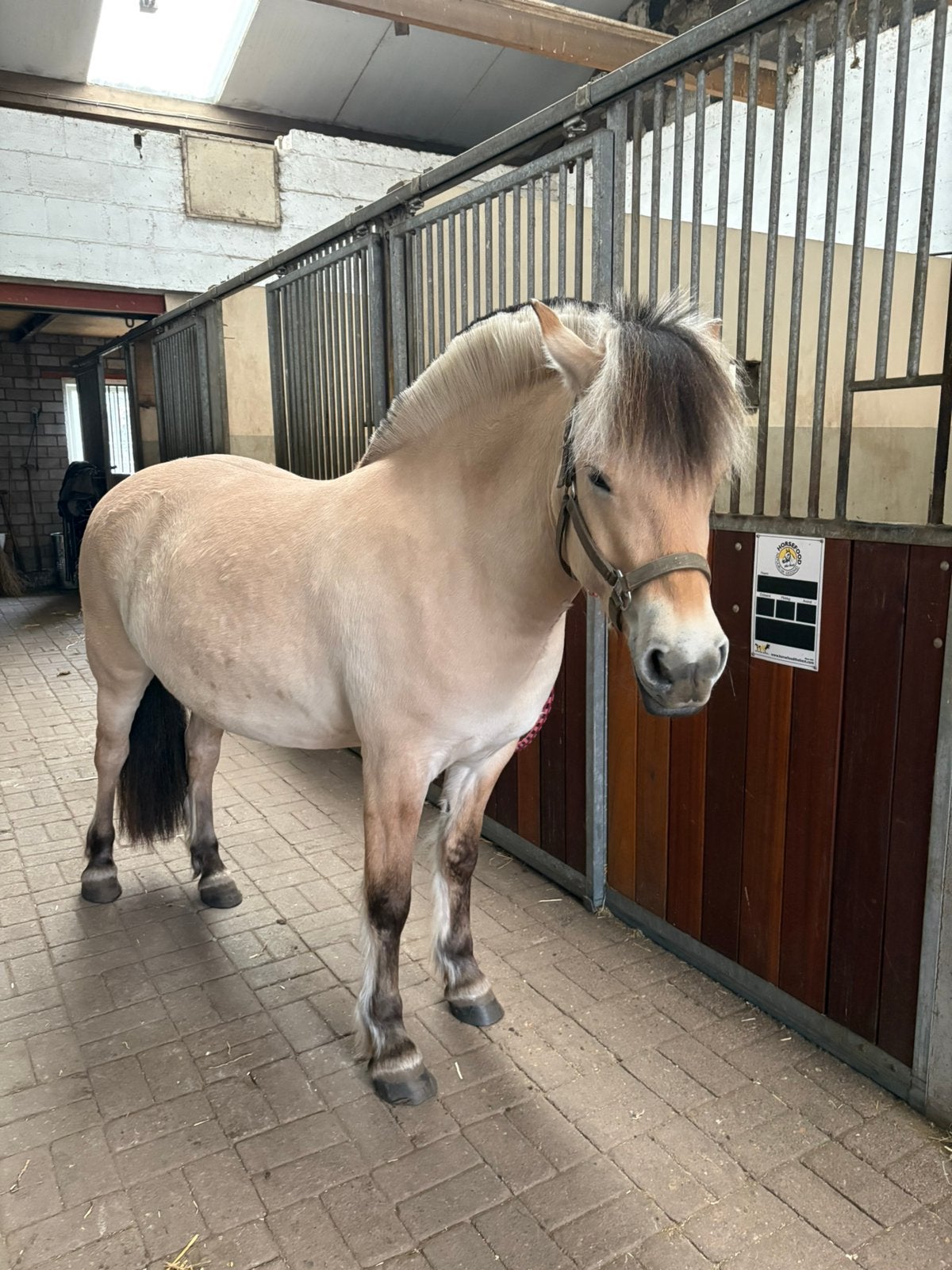 Fjord merrie zoekt 5 sterrenhuisje, Dieren en Toebehoren, Merrie, Recreatiepaard