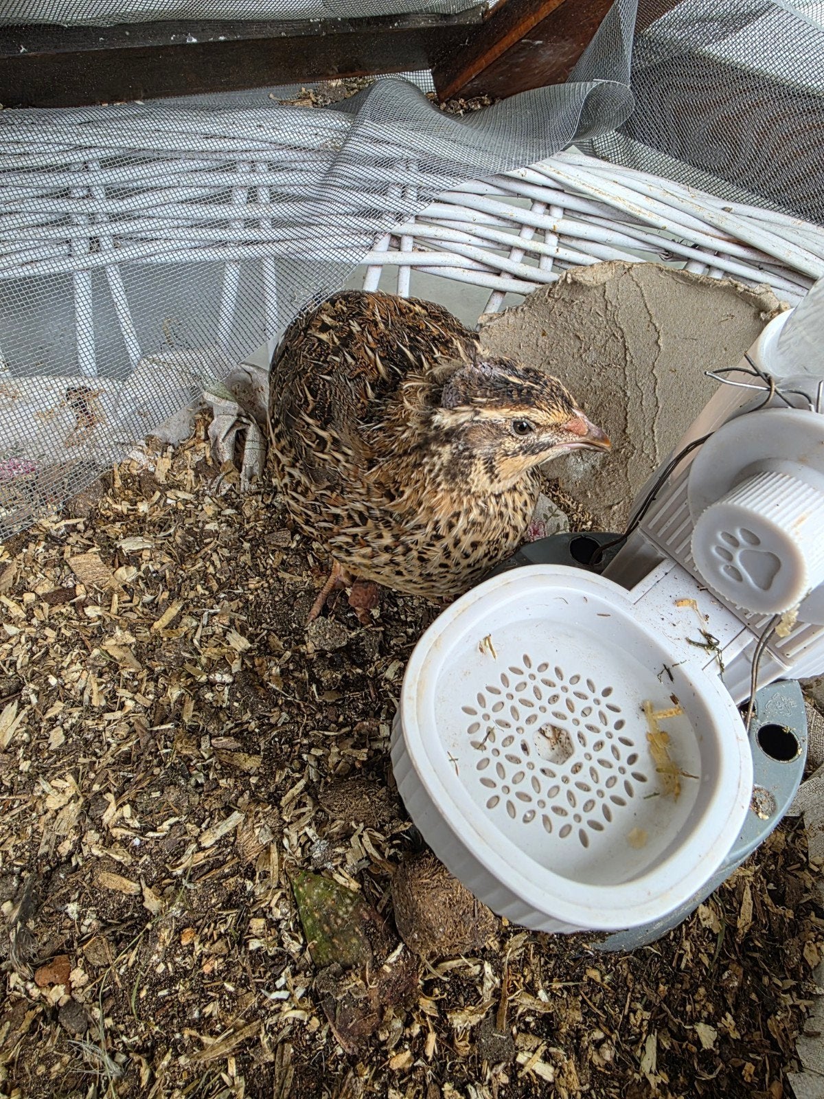 kwartels, Dieren en Toebehoren, Pluimvee