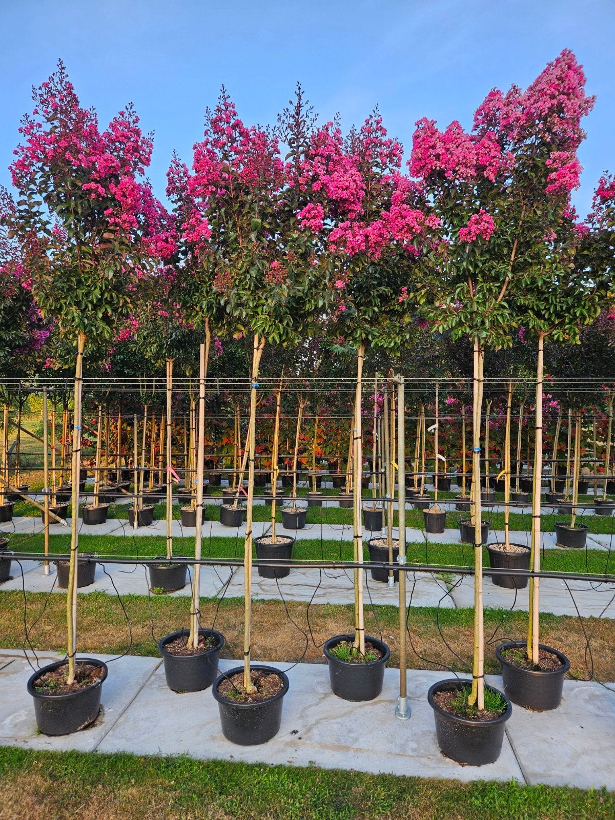 Lagerstroemia Rapsody in Pink / hoogstam / vol bloemen ‼️, Zomer, 400 cm of meer, Ophalen, Volle zon