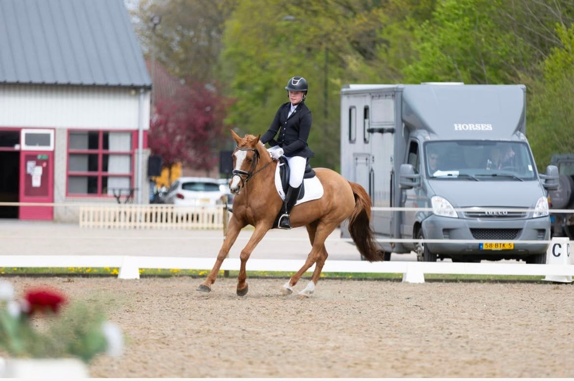 Lieve en brave leerpony d-pony, Dieren en Toebehoren, Pony's, Merrie, 11 jaar of ouder