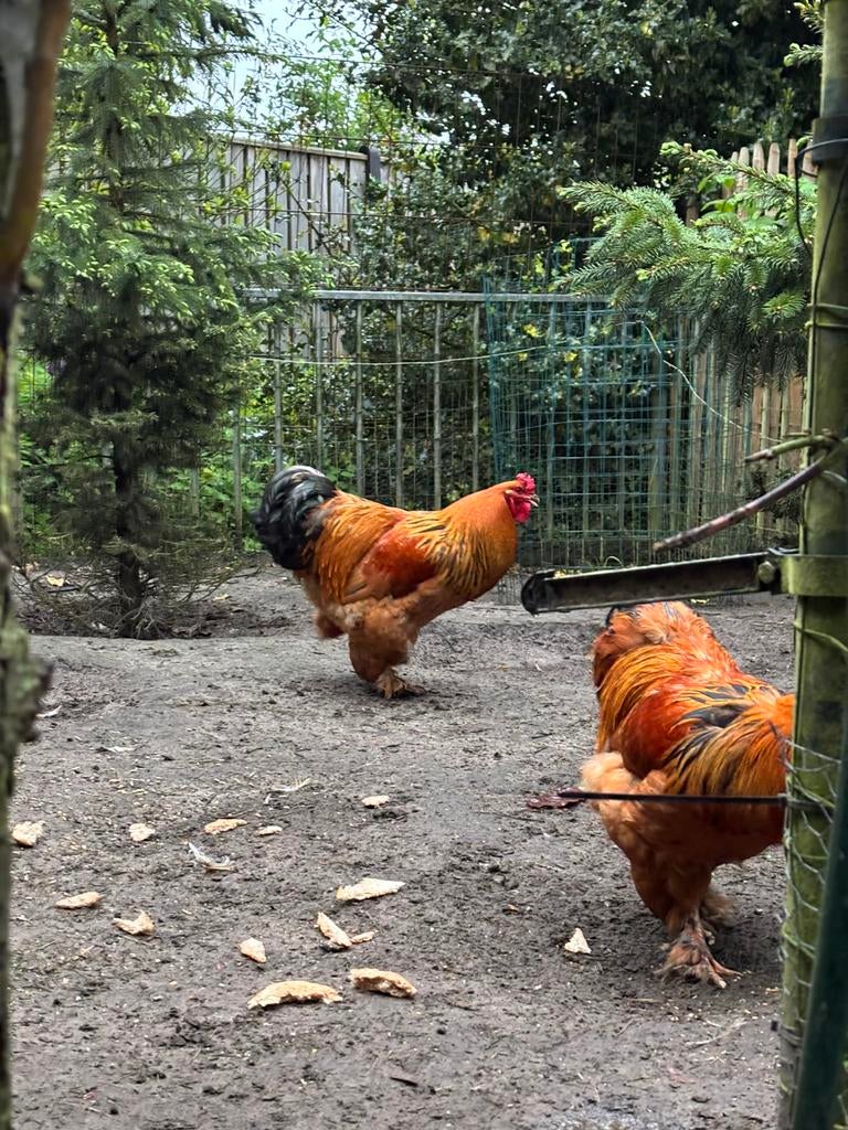 Brahma hanen Columbia grote variant, Dieren en Toebehoren, Pluimvee, Mannelijk, Kip