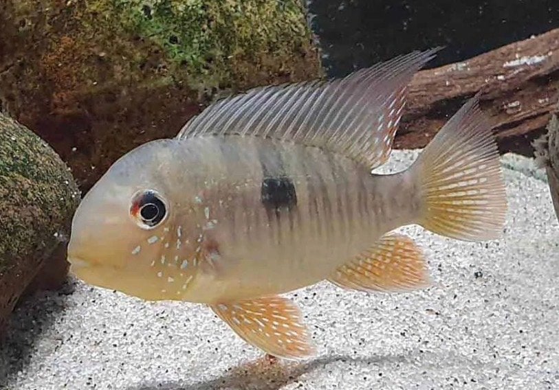 4x Gymnogeophagus balzanii, Dieren en Toebehoren, Vis