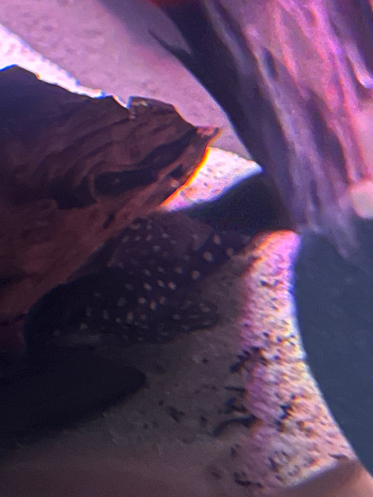 L201 volwassen vrouw, Ophalen, Zo goed als nieuw, Leeg aquarium